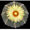 Astrophytum Asterias  - Seed