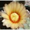 Astrophytum Asterias  - Seed