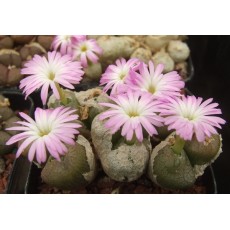 C.ectypum SB785 - Seed