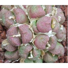 C.taylorianum - Seed