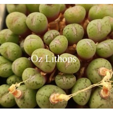 C.uviforme hillii - Seed