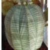 Euphorbia Obesa - Seed
