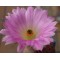 Echinocereus LAU88 - Seed