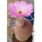 Echinocereus LAU88 - Seed