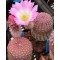 Echinocereus LAU88 - Seed