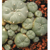 Lophophora williamsii - Seed
