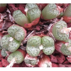 C.obcordellum (Groot Holbank) - Seed